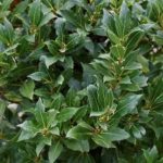 Hydrolat de Laurier noble